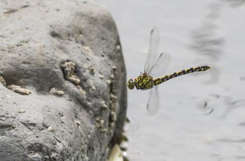 Réf. 235 871 : Onychogomphus forcipatus